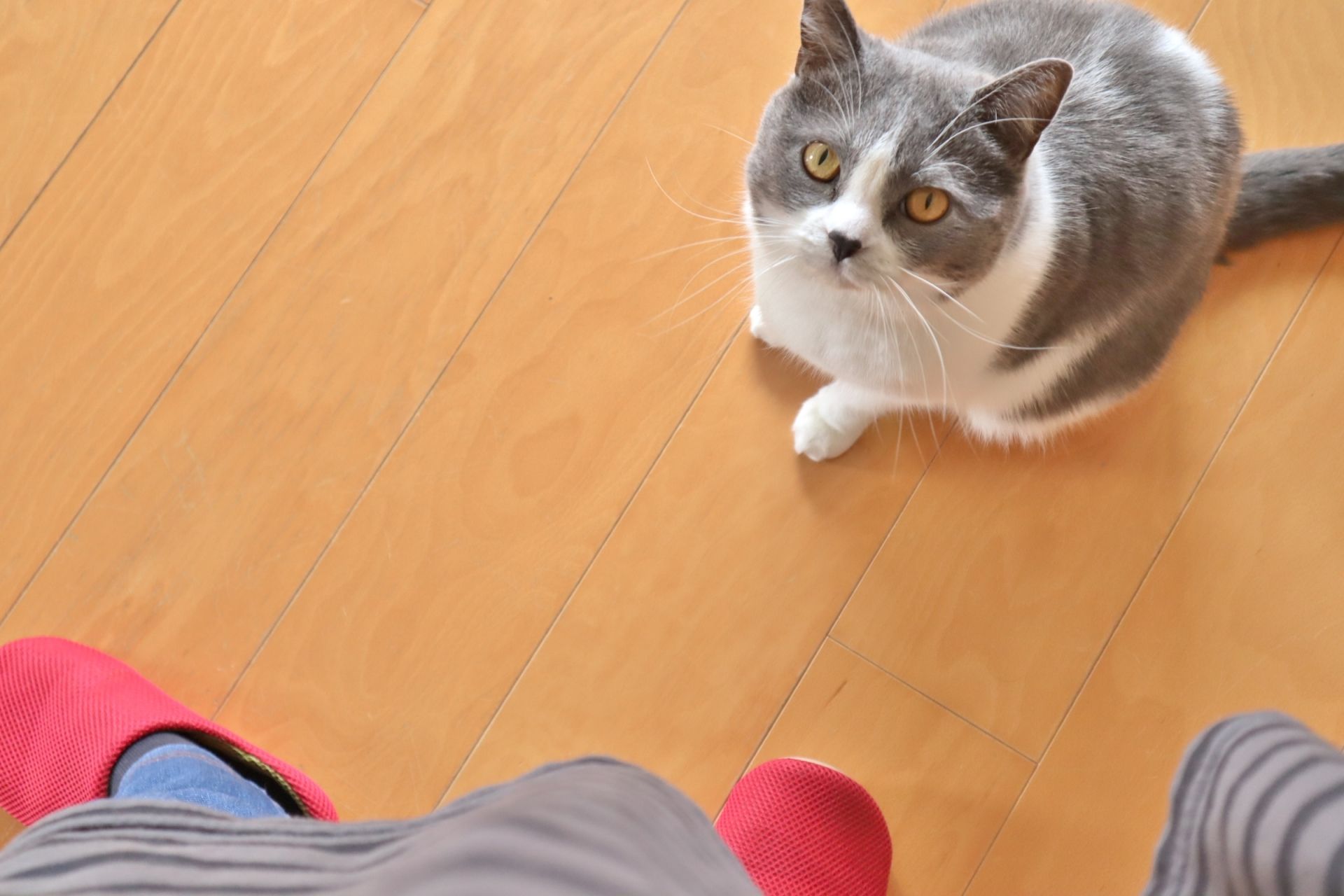 ペットシッター 熊谷 鴻巣 ペットたちの写真館