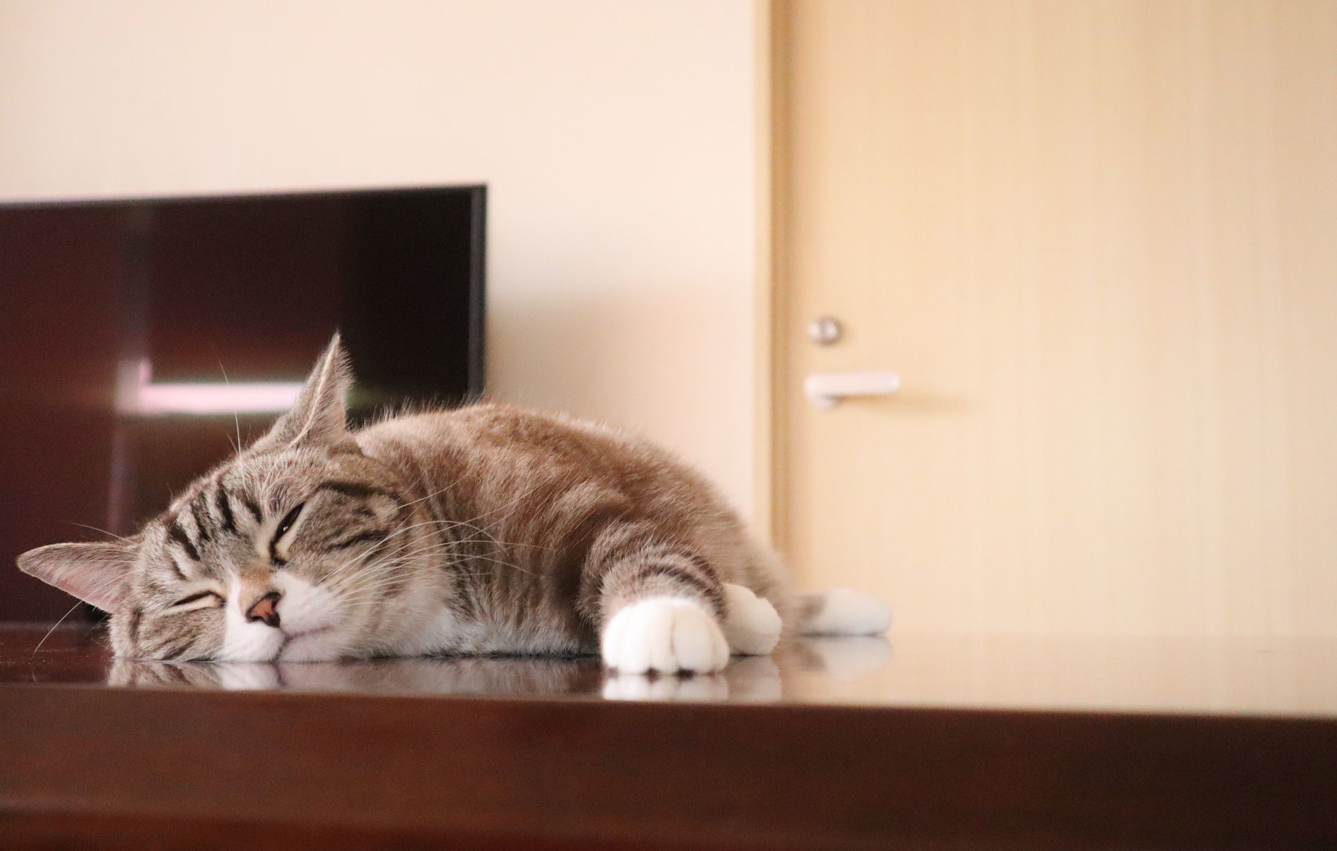 ペットシッター 熊谷 鴻巣 サービス 料金