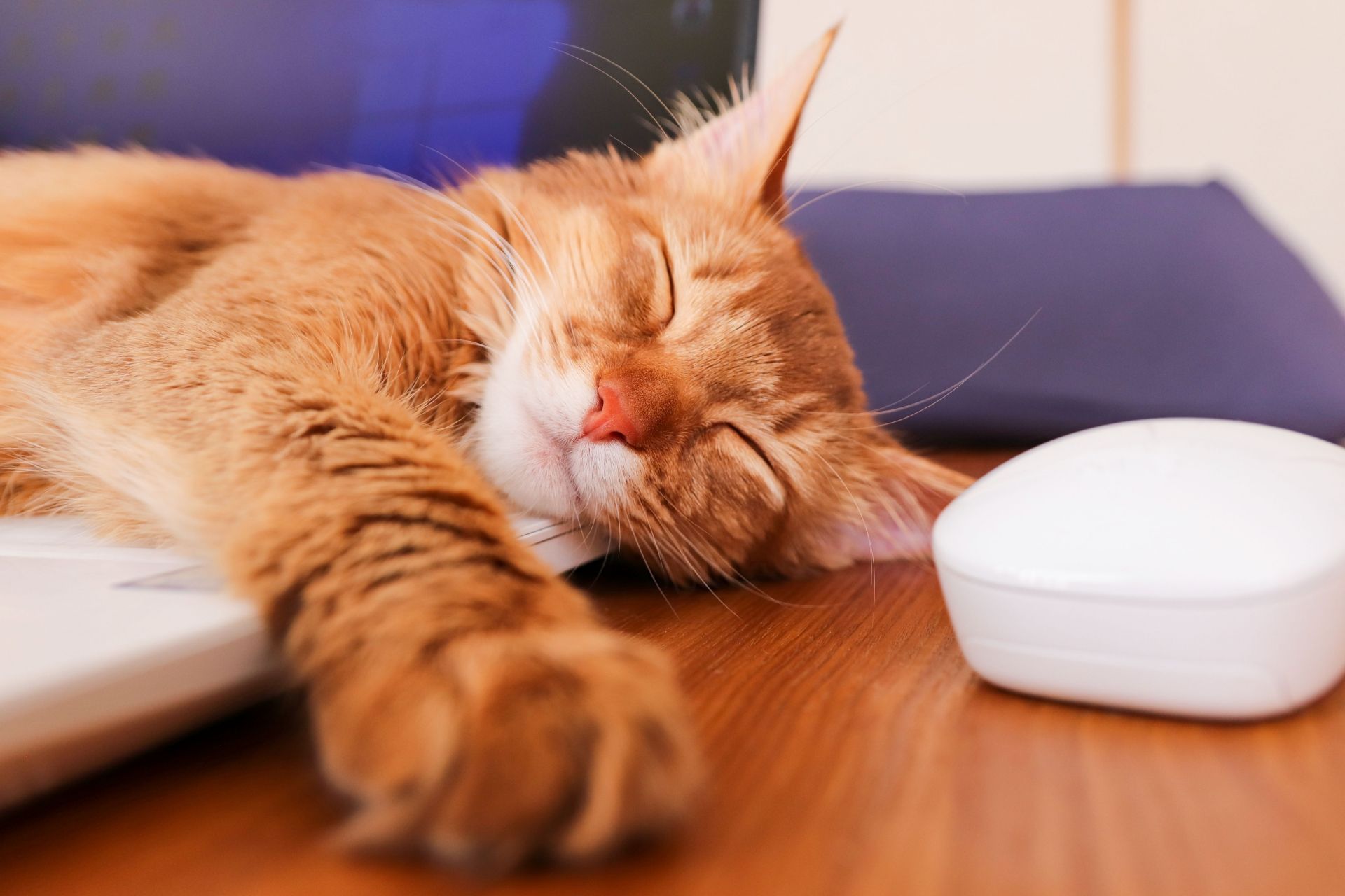 東松山 高坂 白岡 新白岡