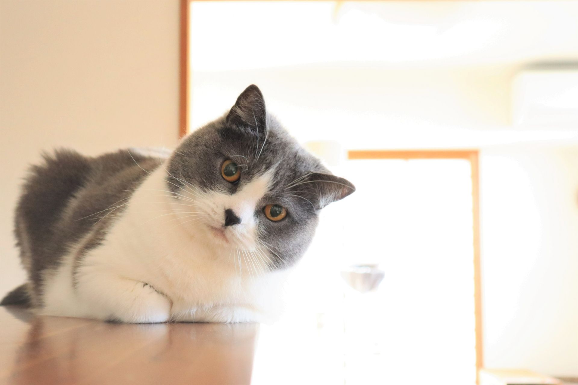 ペットシッター 熊谷 鴻巣 ごあいさつ