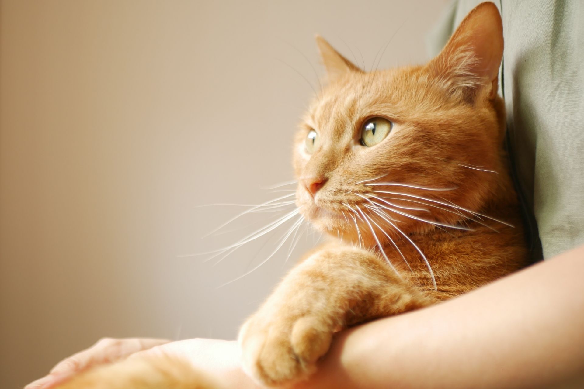 羽生 新郷 西羽生 南羽生