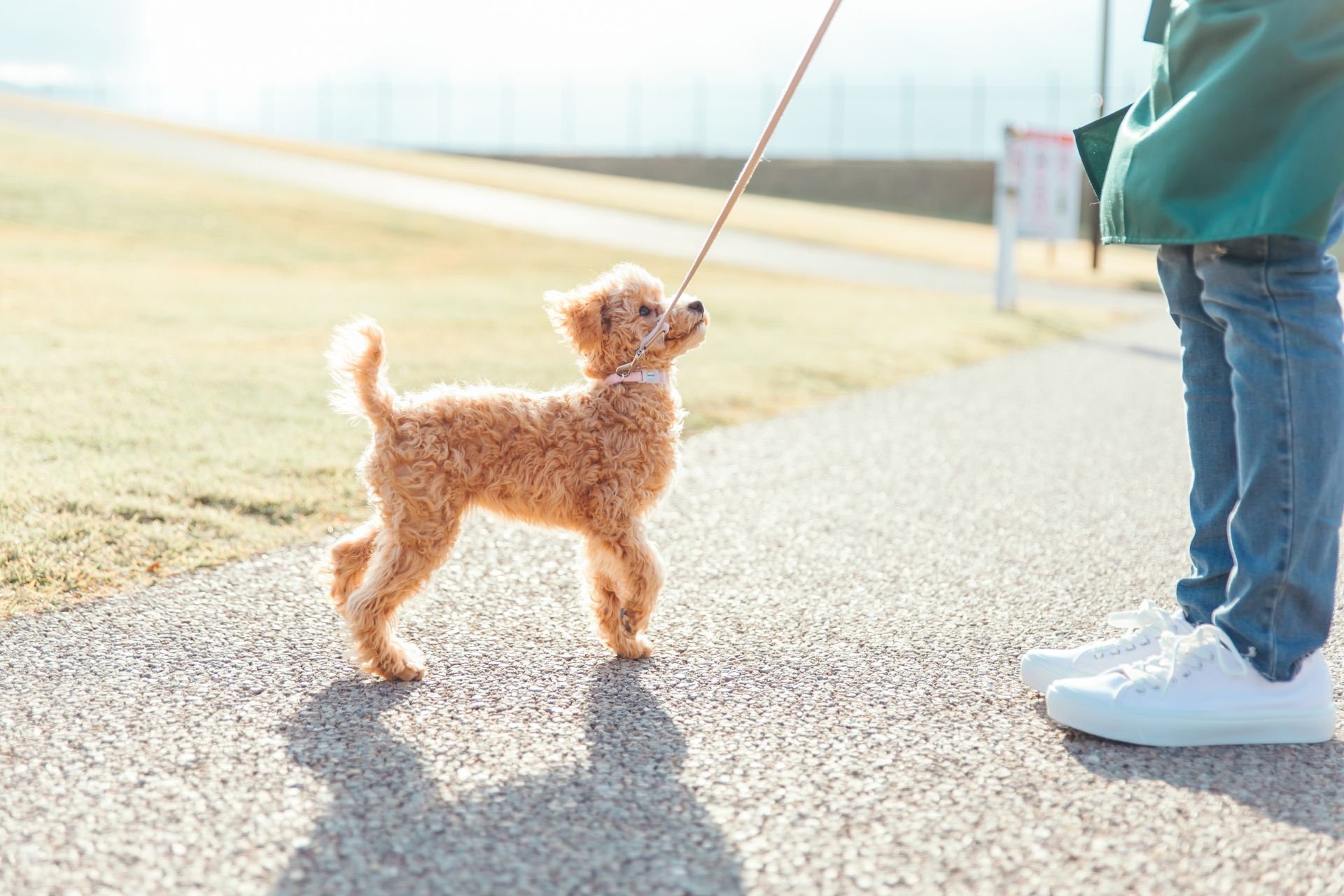 ペットシッター 犬 ドッグ ドッグシッター 犬のお散歩代行
