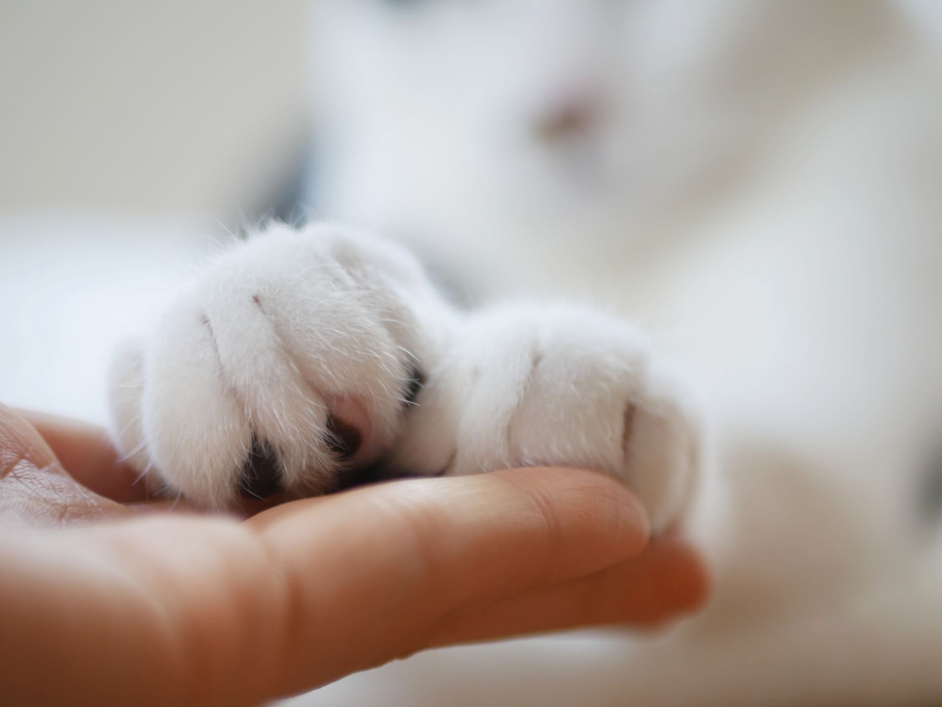 ペットシッター 熊谷 鴻巣 私たちについて