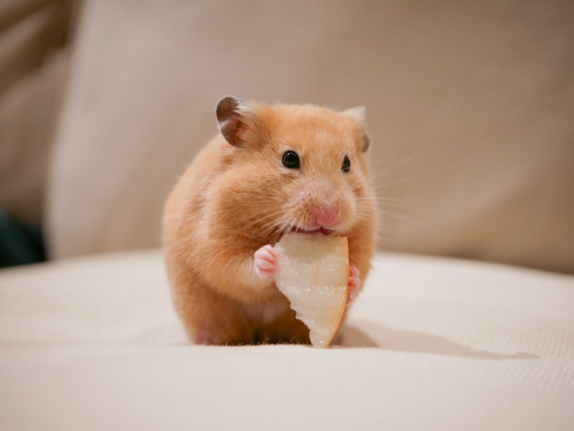 ペットシッター 休日 夜間 即日対応