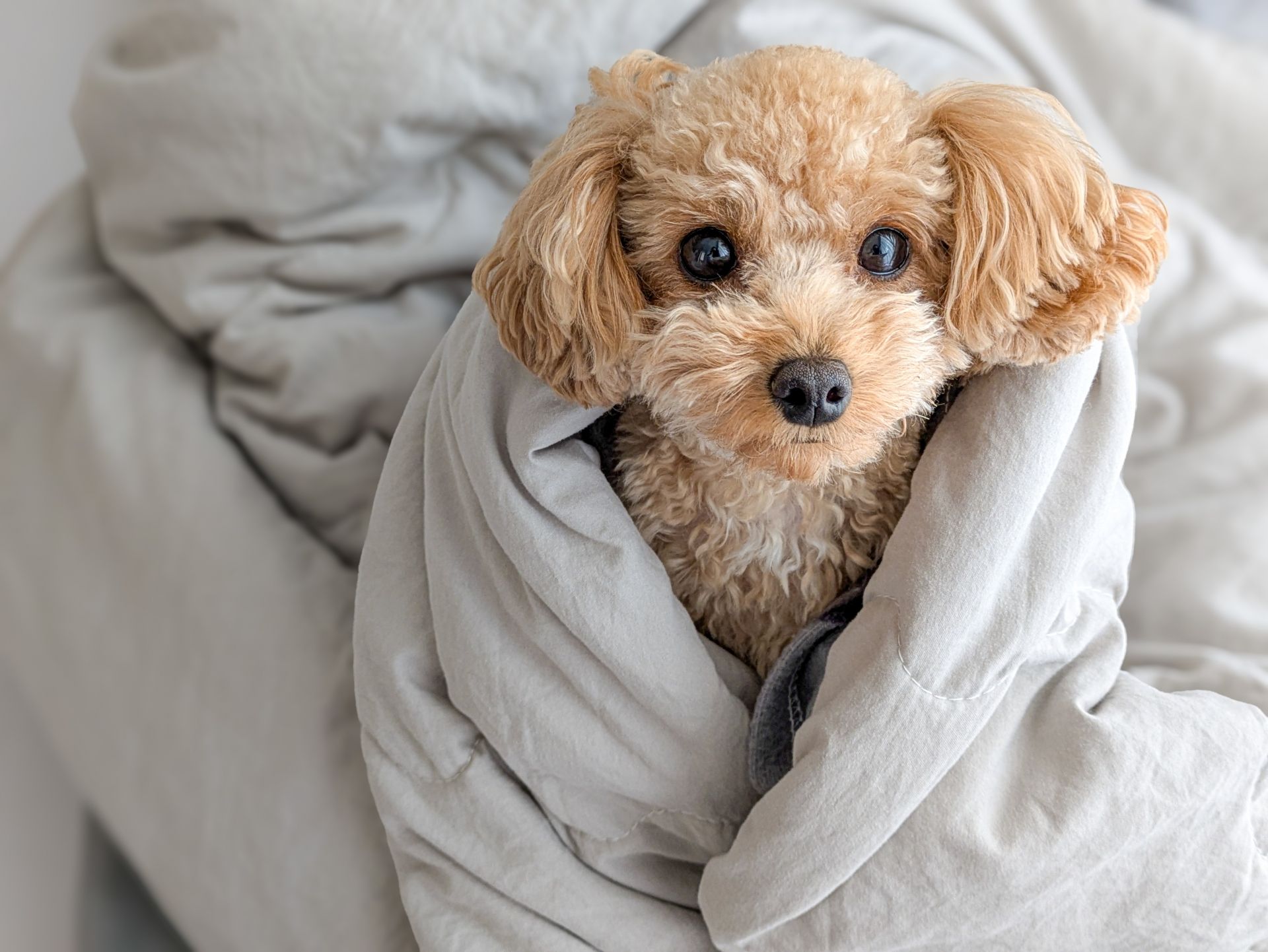 ペットシッター 熊谷 鴻巣 プライバシーポリシー