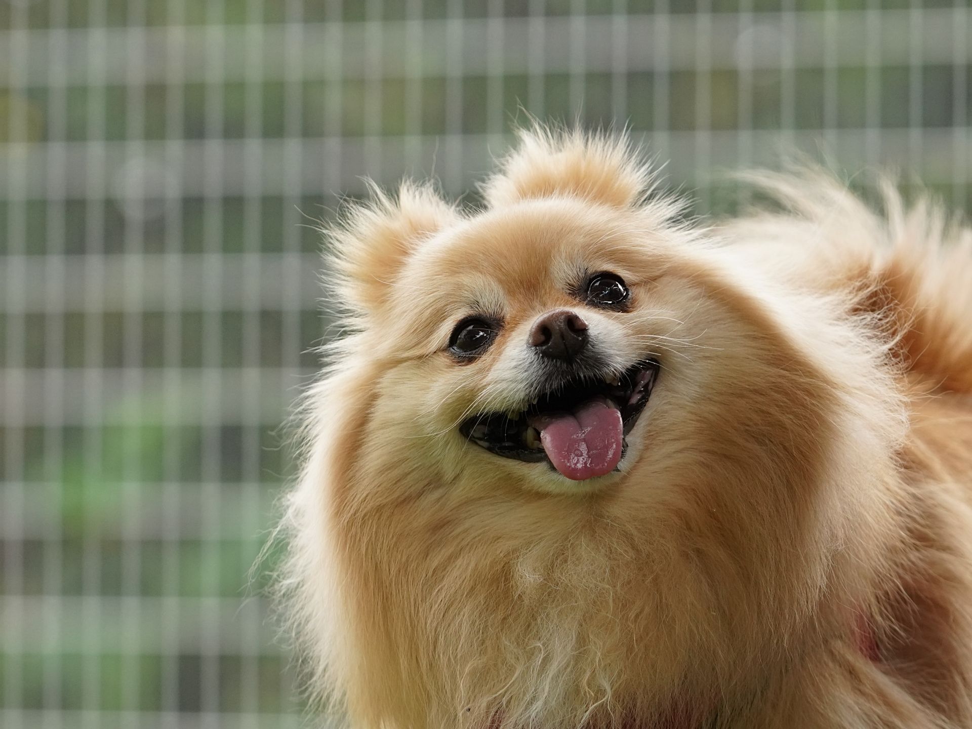 ペットシッター 熊谷 鴻巣 よくあるご質問