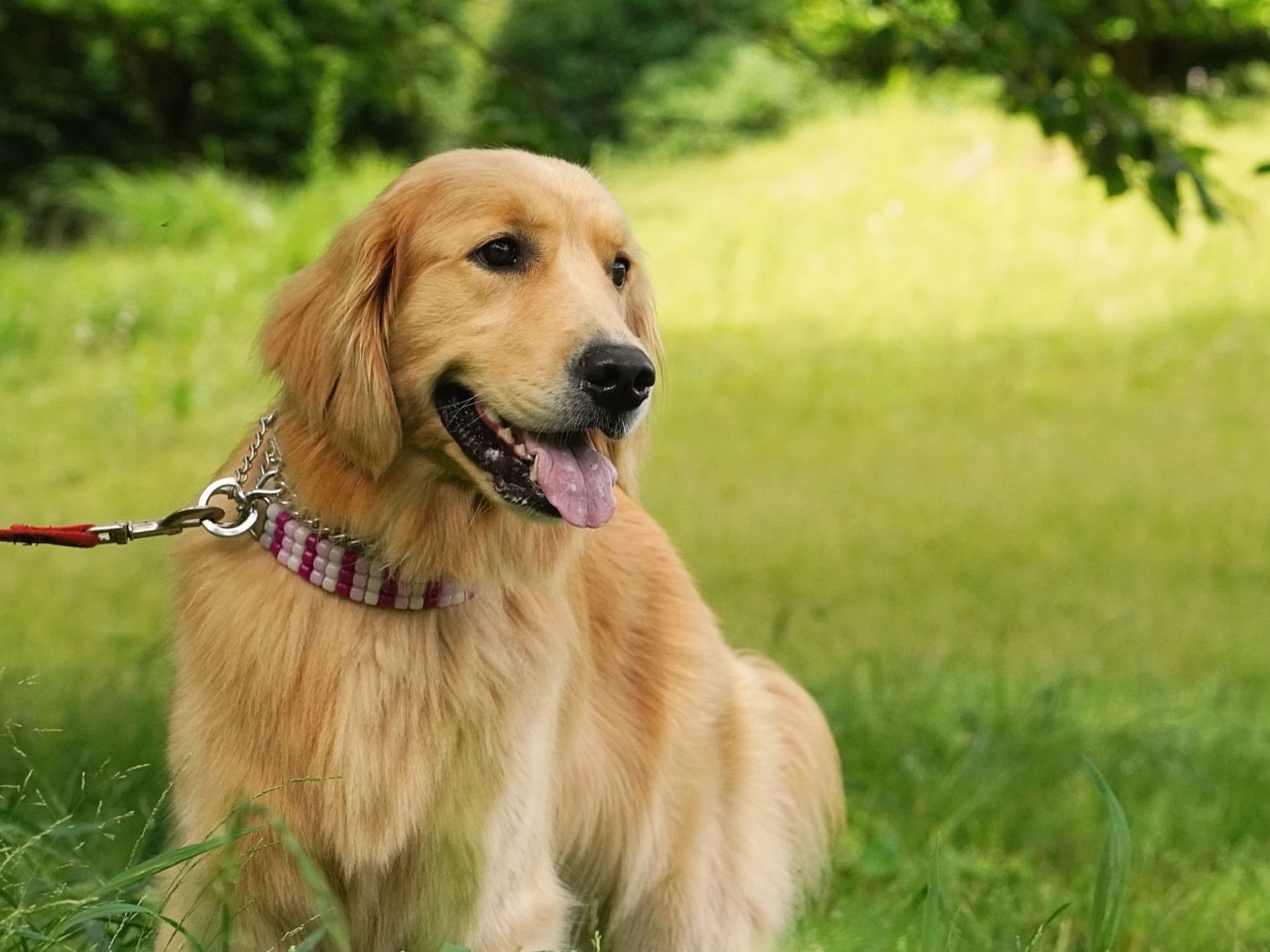 ペットシッター 熊谷 鴻巣 利用規約