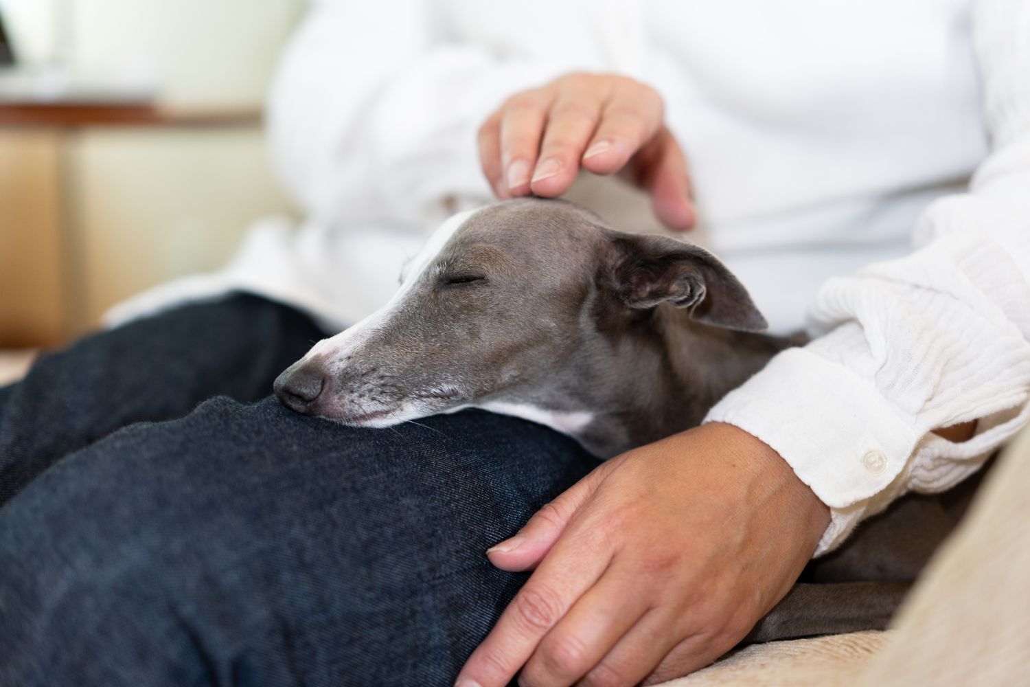 ペットシッター 熊谷 鴻巣 スタッフ紹介2